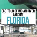 Collage of a manatee and a pontoon boat tour of Inidan River Lagoon in Florida.