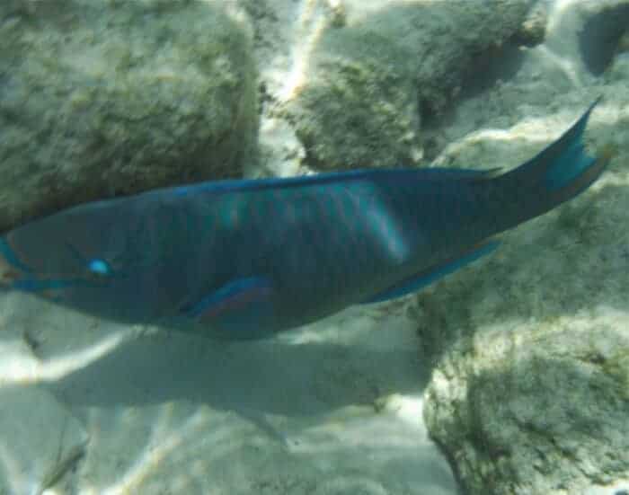 Underwater photo with Fujifilm xp70