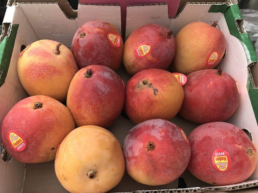 Haden mangoes in a cardboard box.
