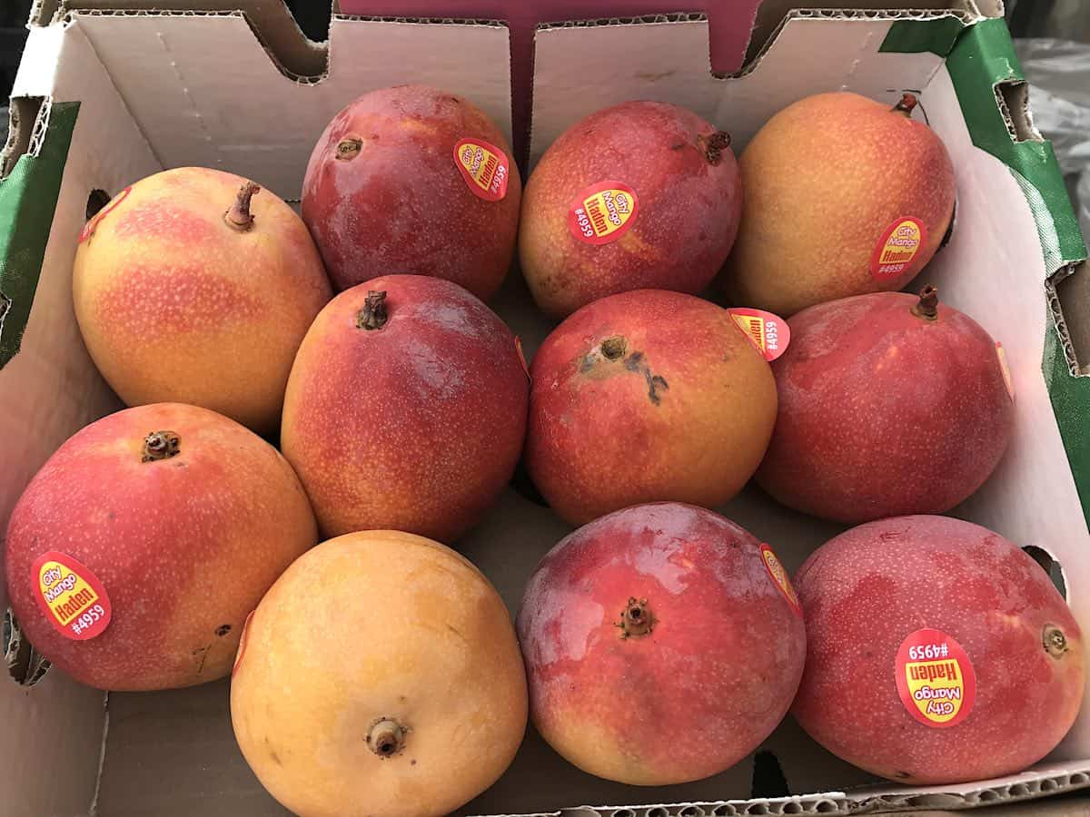 Haden mangoes in a cardboard box. 
