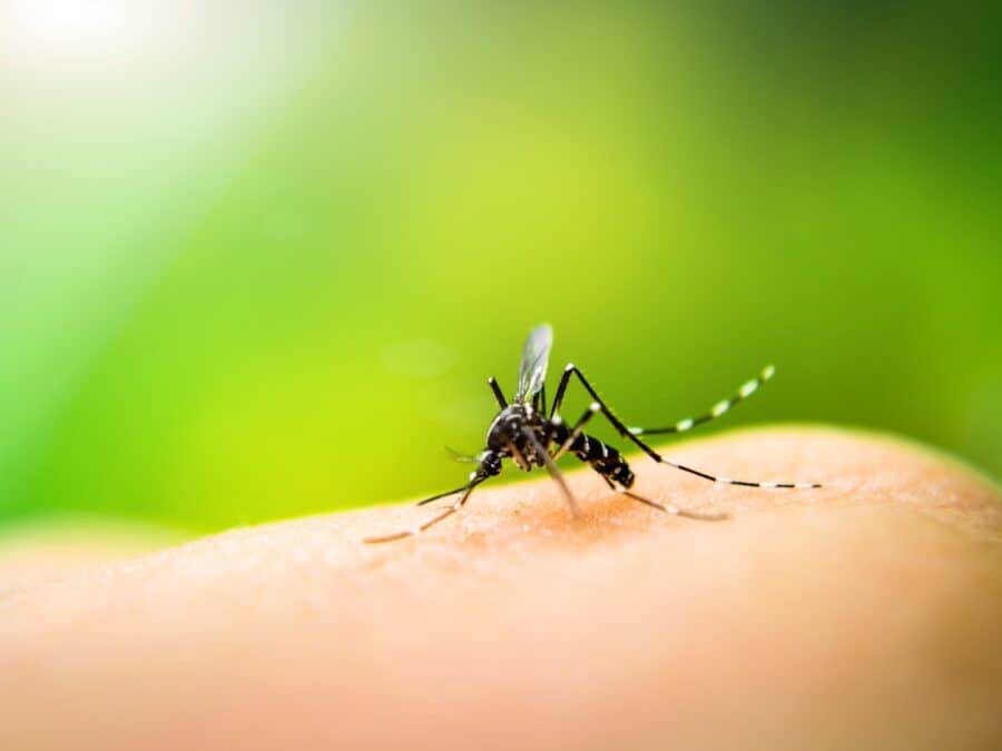 Close-up of a mosquito biting a person..