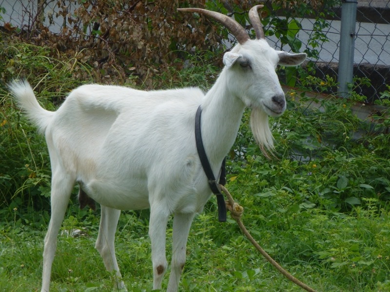 A white goat used for goat racing in Tobago.