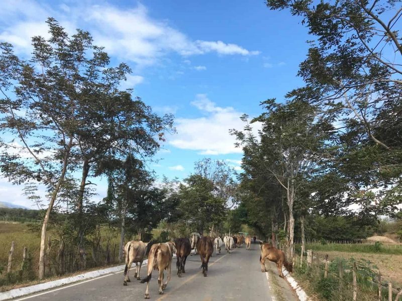 cows in Zacapa Guatemala