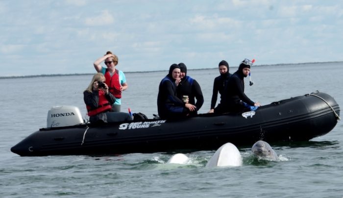 Sea Safari with belugas Credit Sea North Ltd