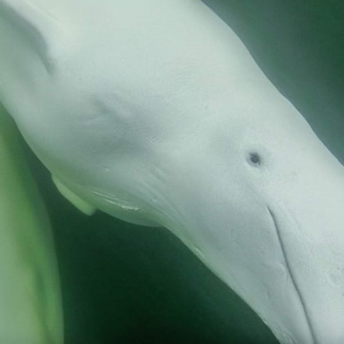 beluga whale Credit Tiffany Spence
