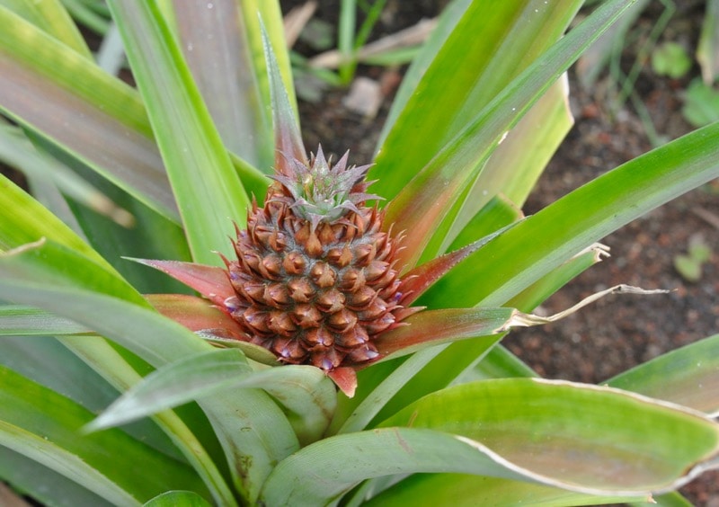 Baby pineapple in the Azores