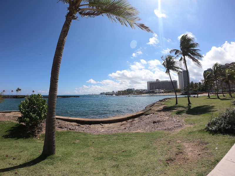 Palm trees on a beach in Puerto Rico. 