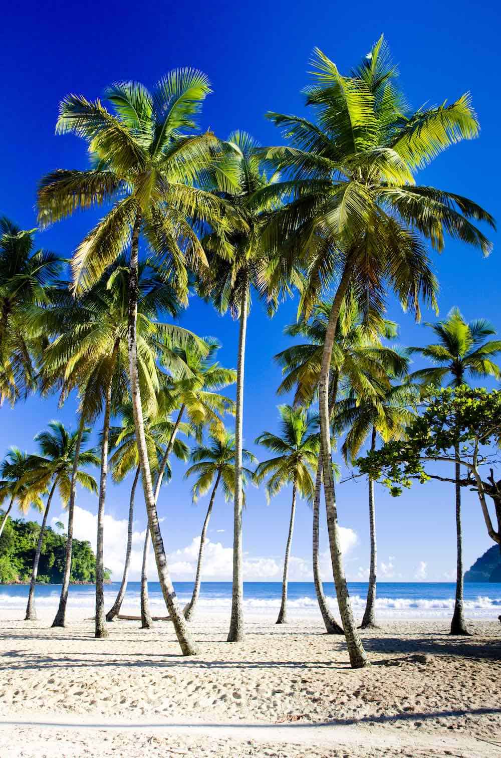 Palm trees on a sunny day at Maracas Beach in Trinidad.