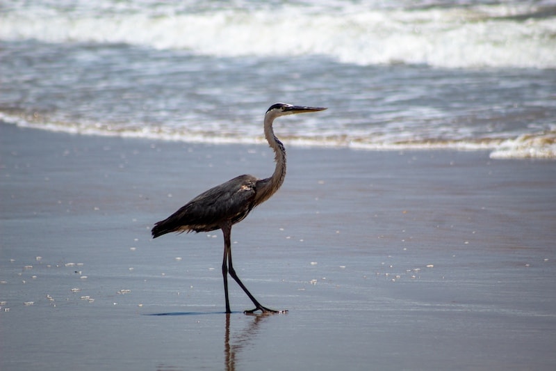 Crane on the beach by the waves. Photo by Joshua J. Cotten on Unsplash