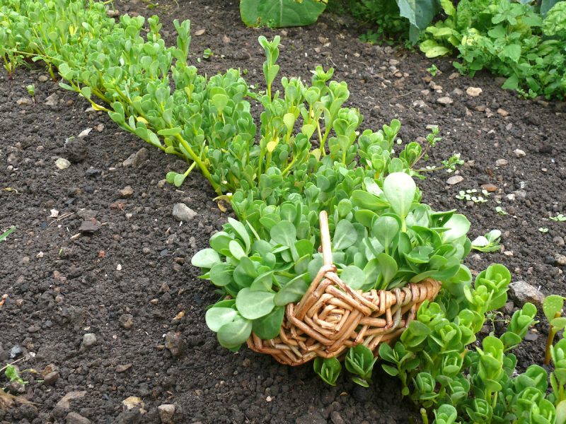 cultivated purslane