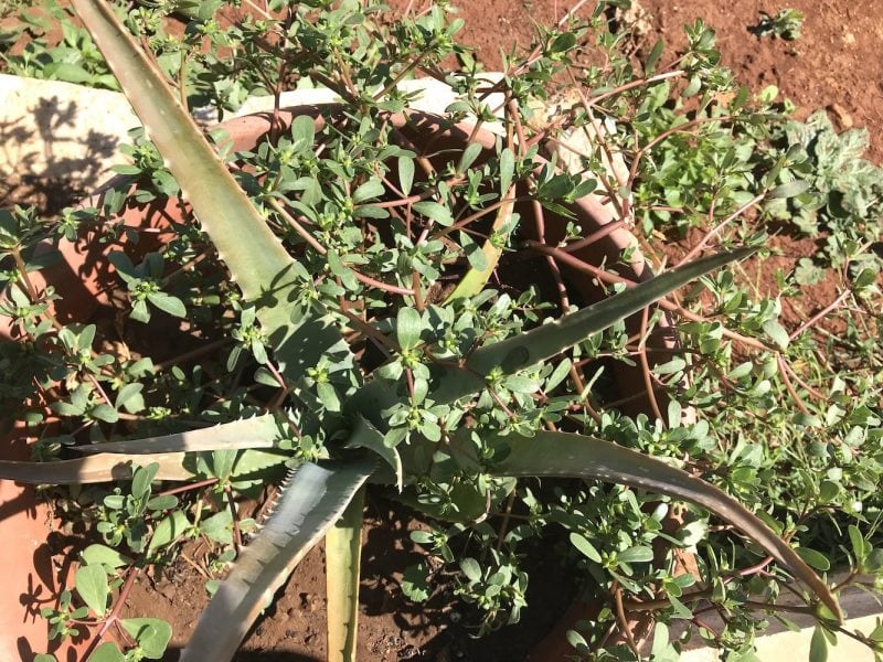 purslane growing in a pot 