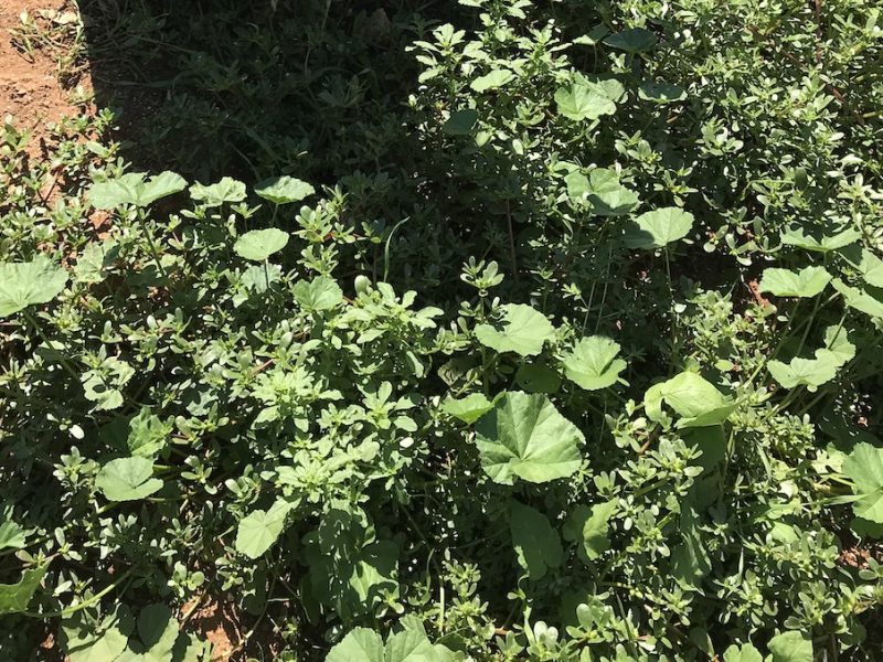 Purslane in field in Puglia Italy