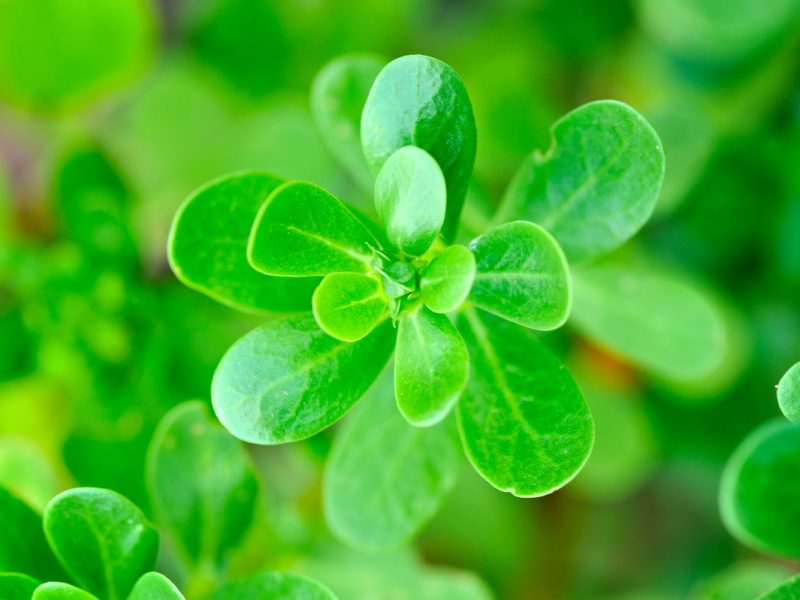 Close-up of fresh purslane