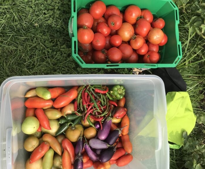 fresh tomatoes and garden vegetables in a box on grass in Ontario Canada 