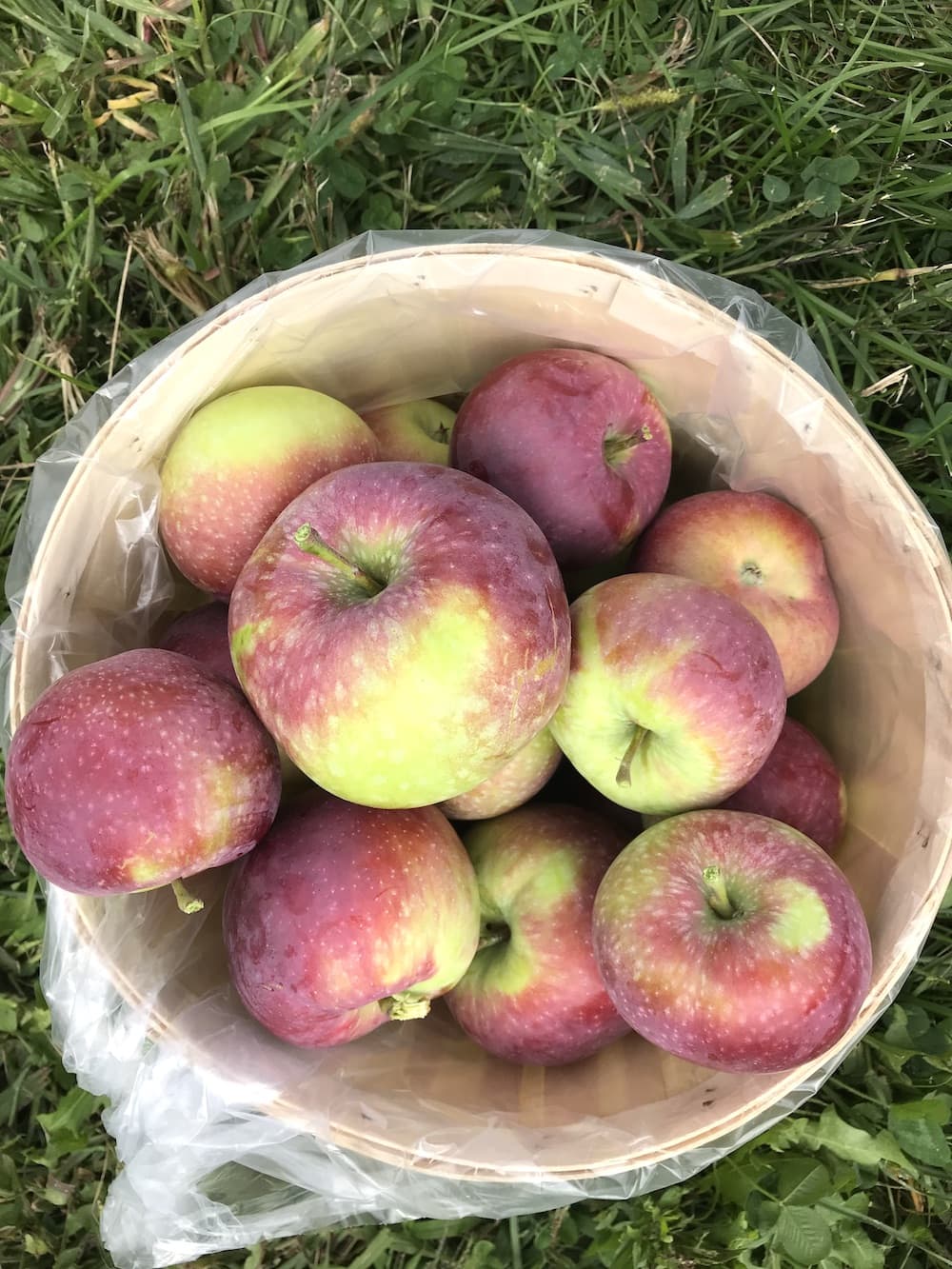 Fresh apples in a wicker basket in Brighton Ontario. 