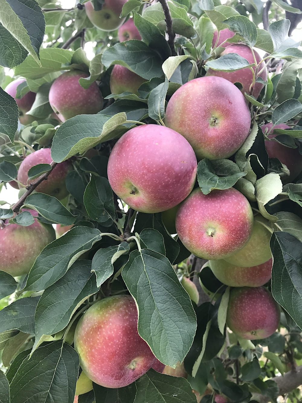 apples on a tree in Brighton Ontario. 
