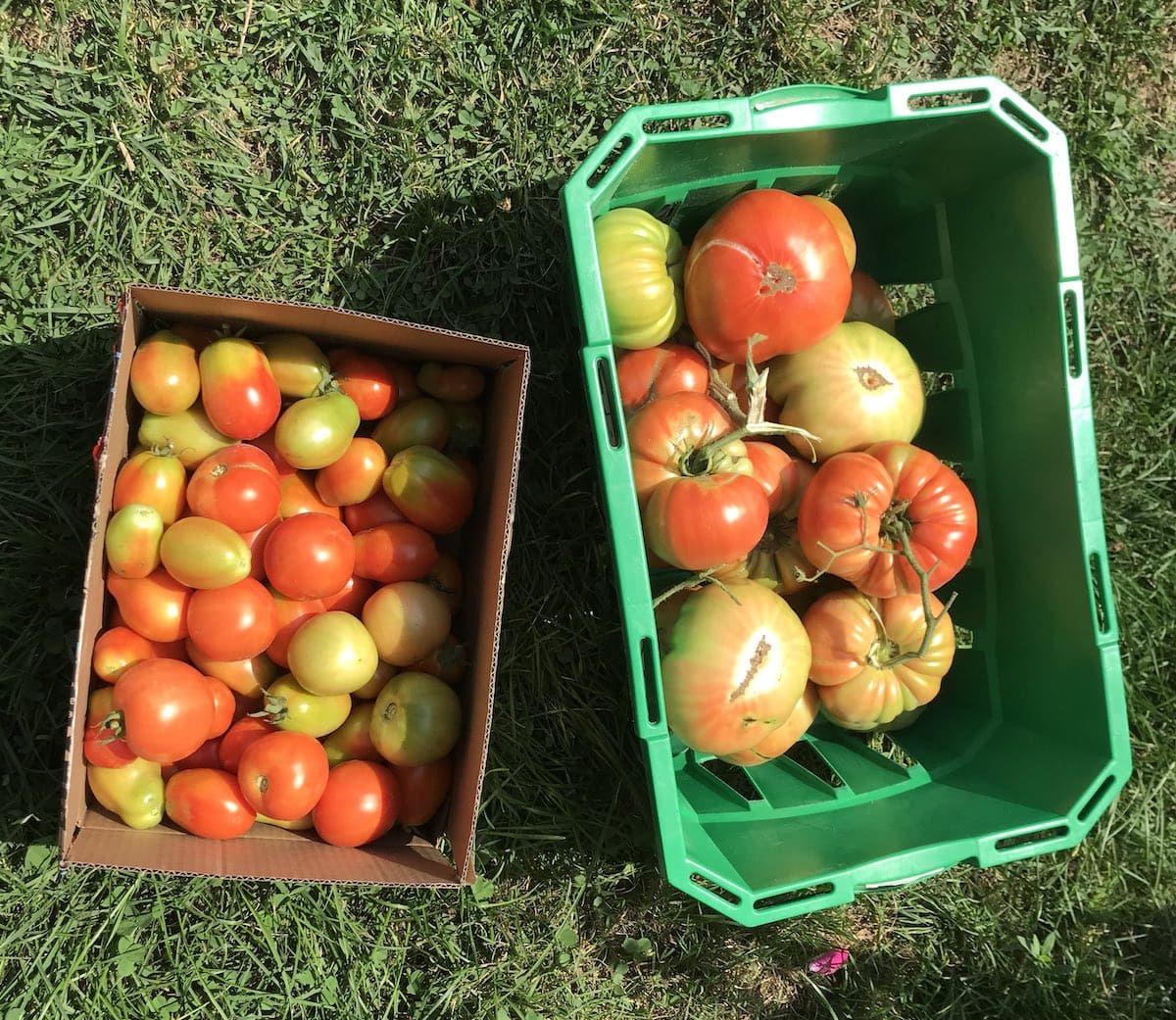 Fresh garden tomatoes in boxes.