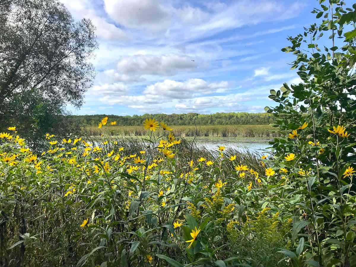 Marsh Conservation Area in Lakefield Ontario.