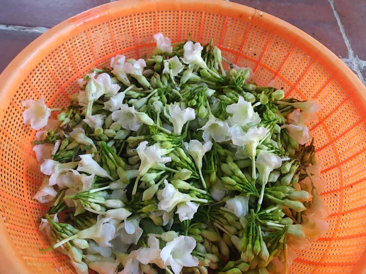 An orange basket with fresh loroco flowers. 