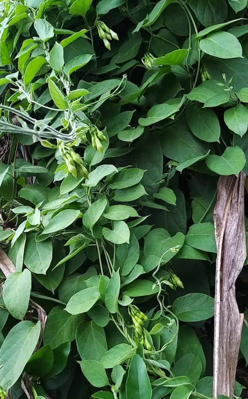 Fernaldia pandurata or loroco vine growing in Guatemala.