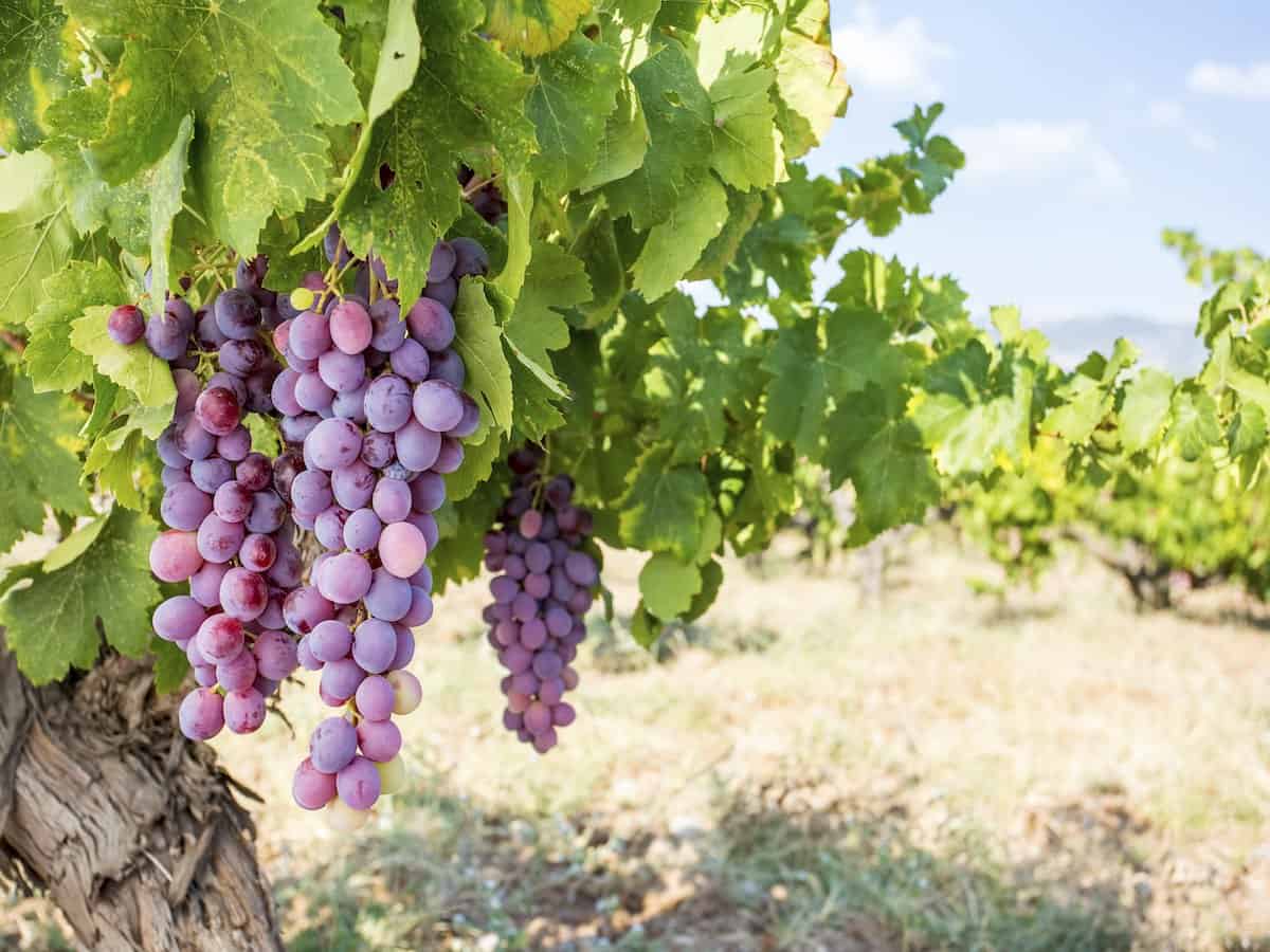 Grapes in a vineyard in Turkey.