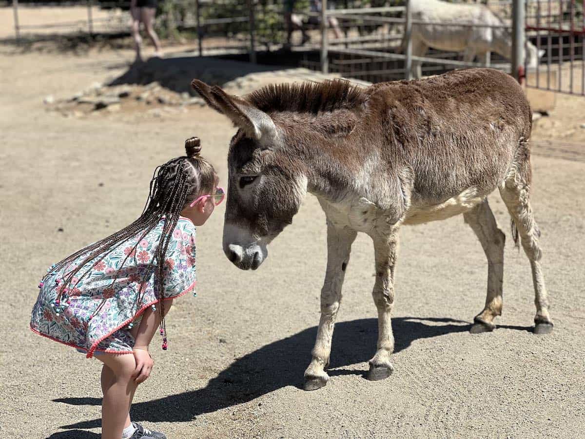 Chula the donkey with a small girl at the Donkey Sanctuary in Aruba.