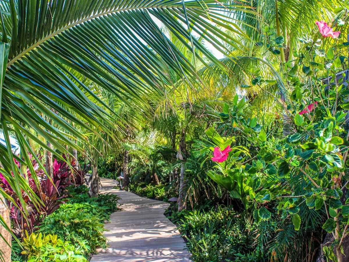 Tropical plants and flowers with a walking path. Tropical plants and flowers with a walking path.