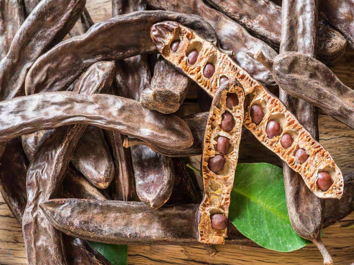 Carob pods and carob beans on the wooden table. Carob pods and carob beans on the wooden table.