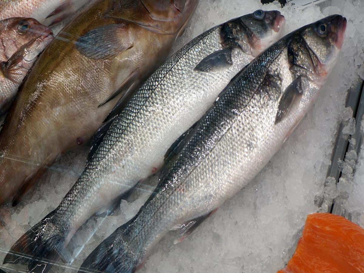 A variety of fish on ice. A variety of fish on ice.