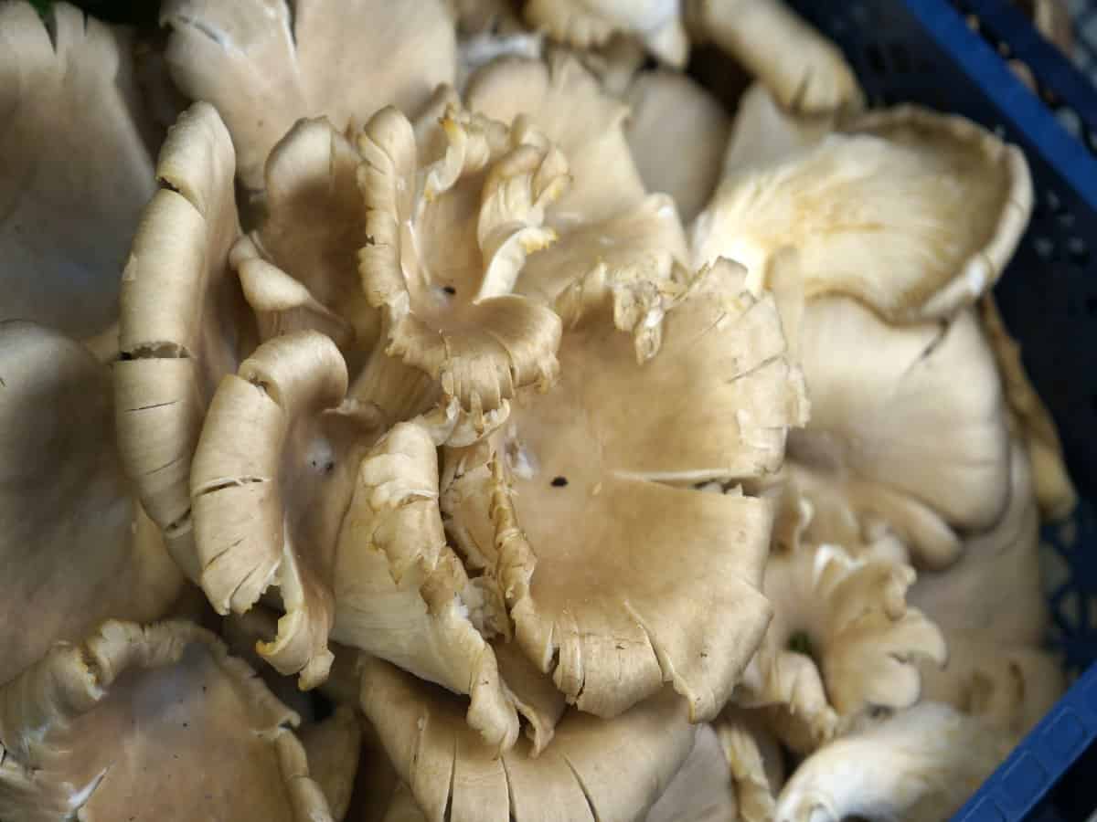 Basket of white mushrooms. Basket of white mushrooms.