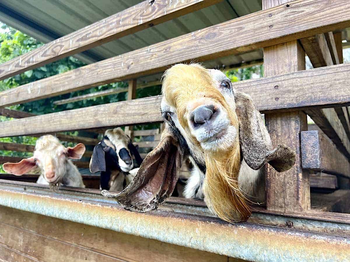 Three goats at the Frutos del Guacabo Farm Tour. 