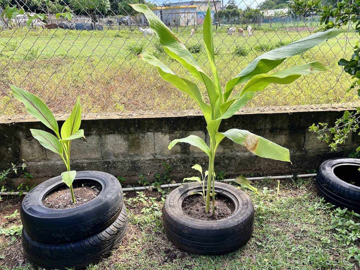 Tires repurposed into planters. 