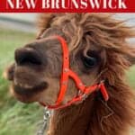 A llama walk adventure in New Brunswick.