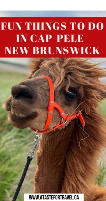 a Pinterest pin with a picture of a llama. 
