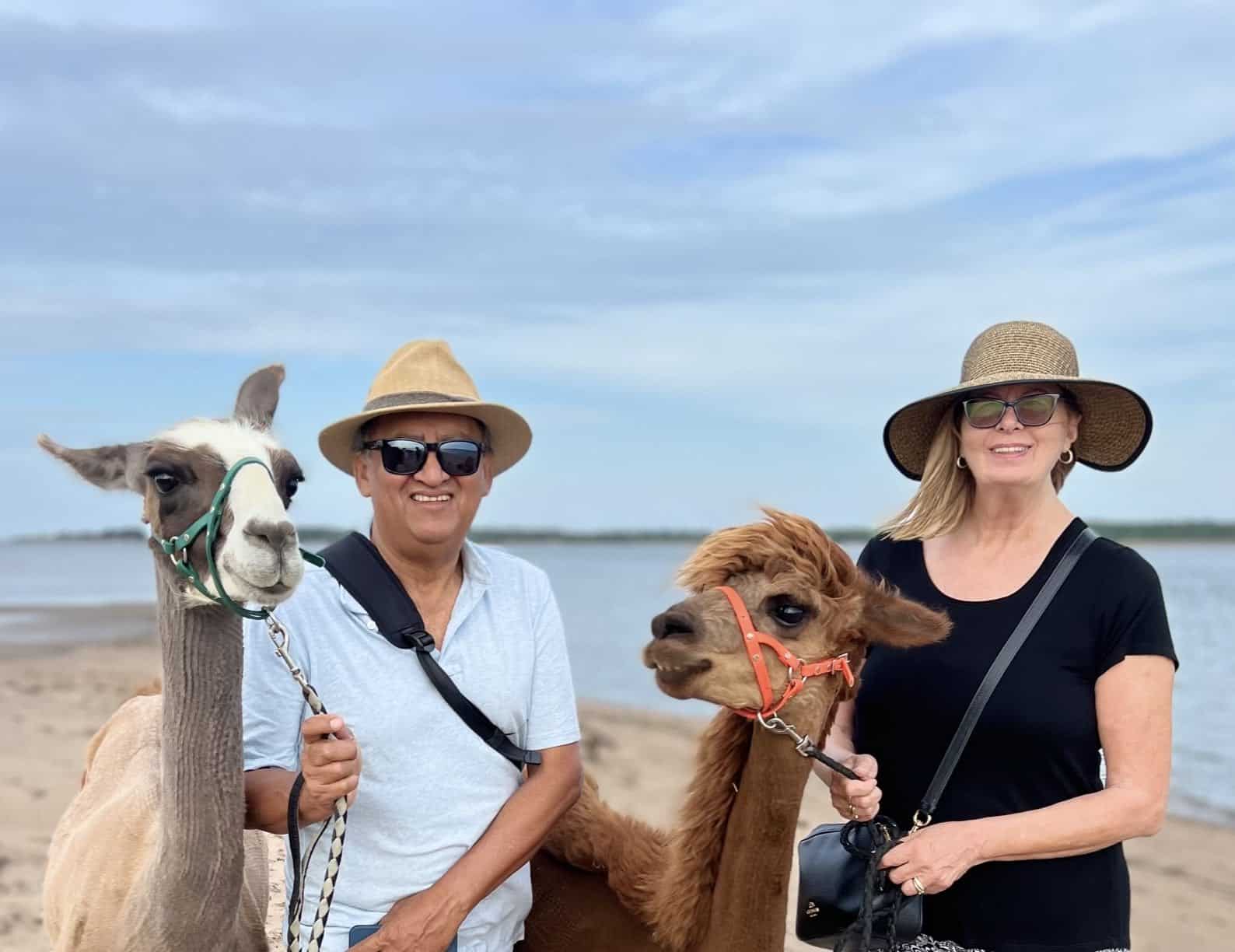 Steve (alpaca) and Kevin ( the llama) on a beach walk with Llama-zing Adventures