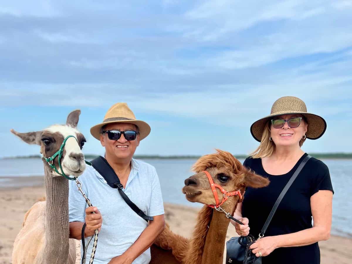 Two people on a walk with a llama and an alpaca in Cap-Pele, New Brunswick.