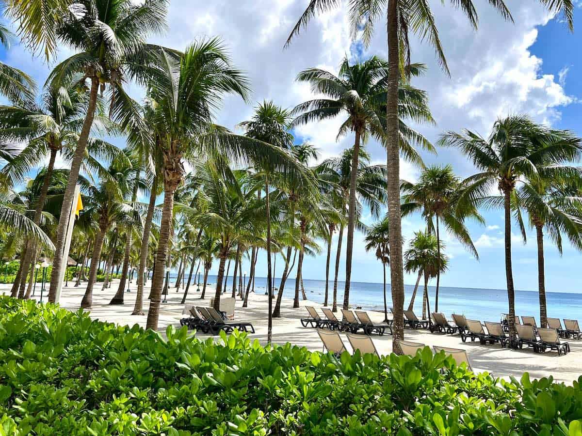 Palm trees at Barcelo Maya Beach.