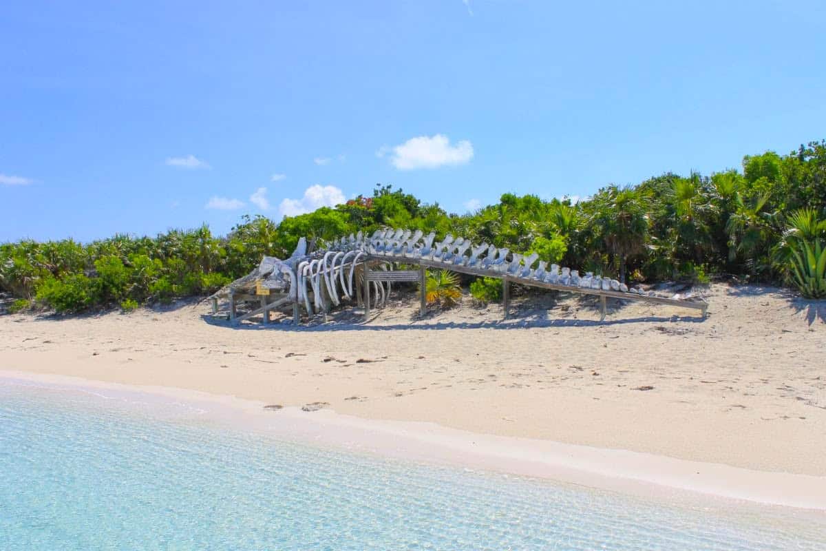 Sperm whale skeleton at the Exuma Cays Land & Sea Park. (Photo courtesy of Bahamas Ministry of Tourism, Investments & Aviation)
