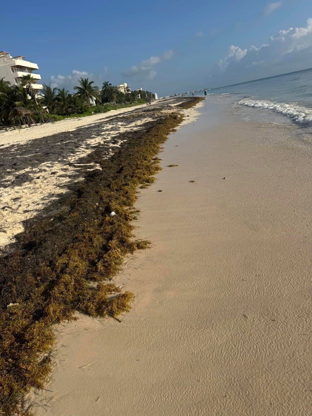 Beach with sargassum seaweed in Riviera Cancun in January 2025. 