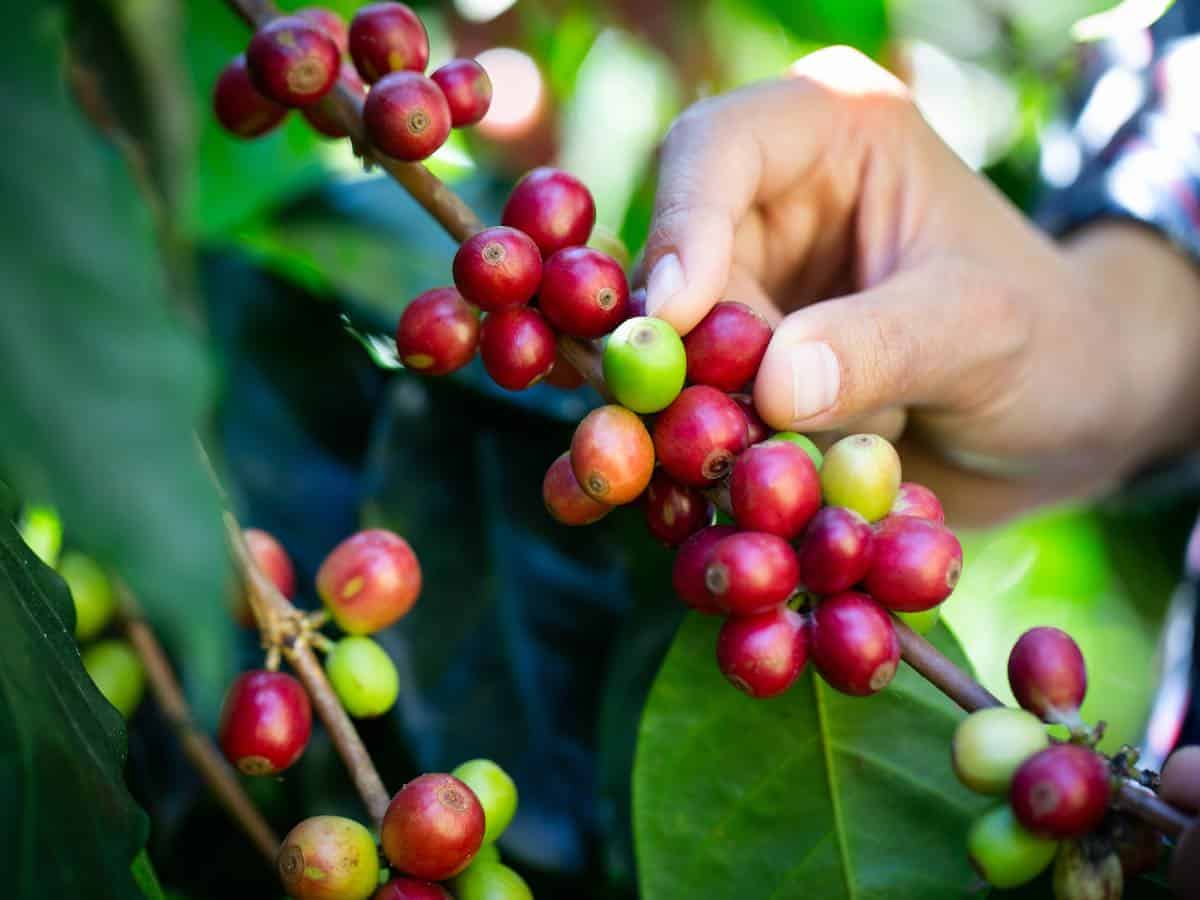 Person harvesting coffee beans.