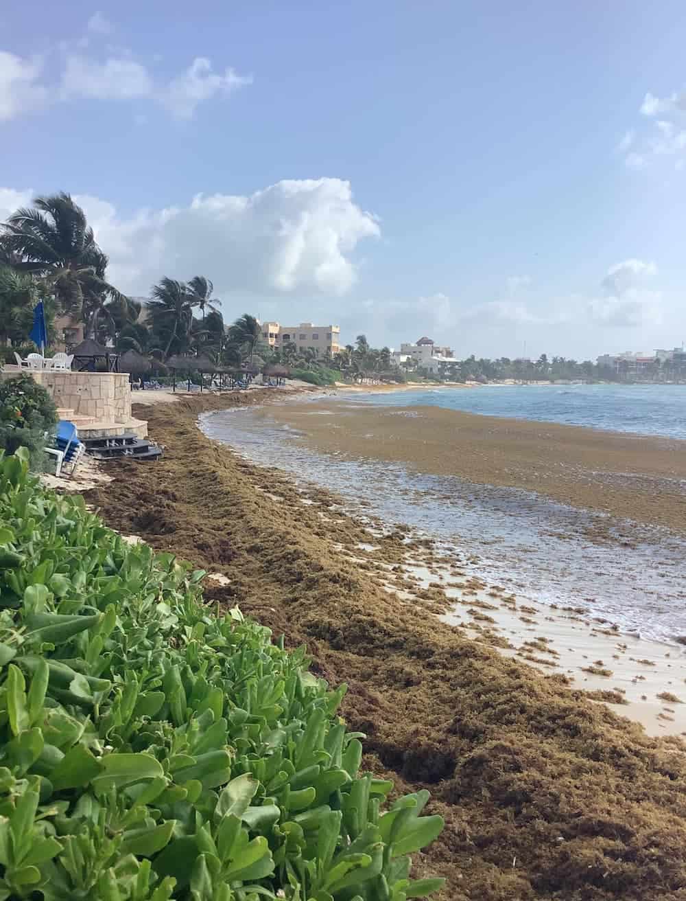 Sargassum seaweed in March 2025 in   Mexican Caribbean. 